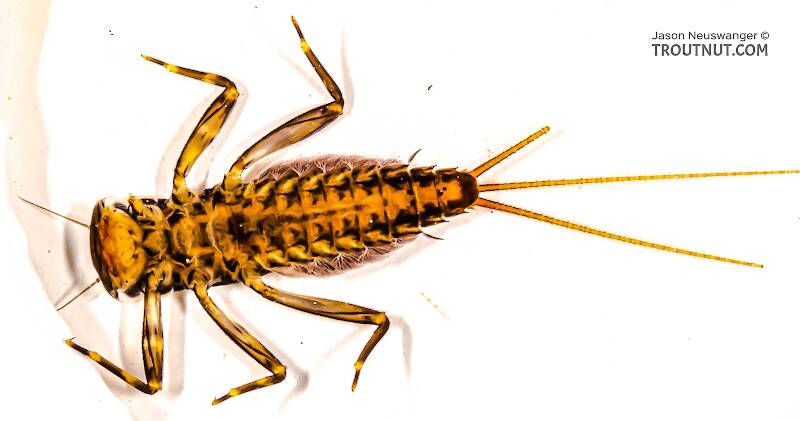 Lateral view of a Stenacron interpunctatum (Heptageniidae) (Light Cahill) Mayfly Nymph from the Marengo River in Wisconsin