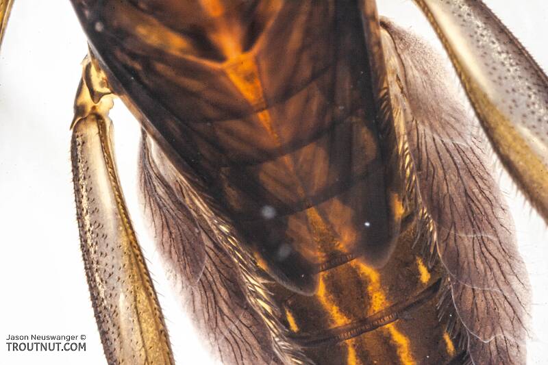 Stenacron interpunctatum (Heptageniidae) (Light Cahill) Mayfly Nymph from the Marengo River in Wisconsin