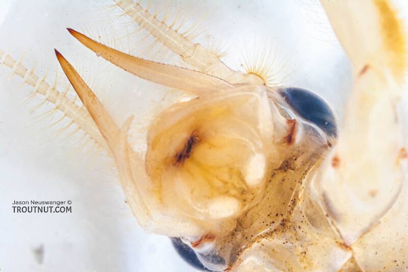 Hexagenia limbata (Ephemeridae) (Hex) Mayfly Nymph from the Marengo River in Wisconsin