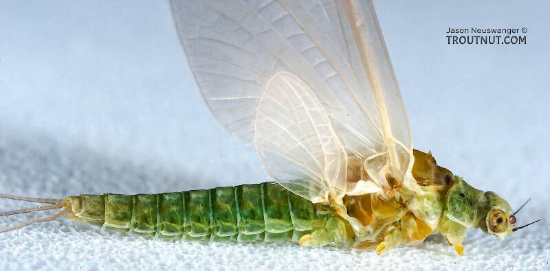 Female Attenella attenuata (Ephemerellidae) (Blue-Winged Olive) Mayfly Dun from the Namekagon River in Wisconsin