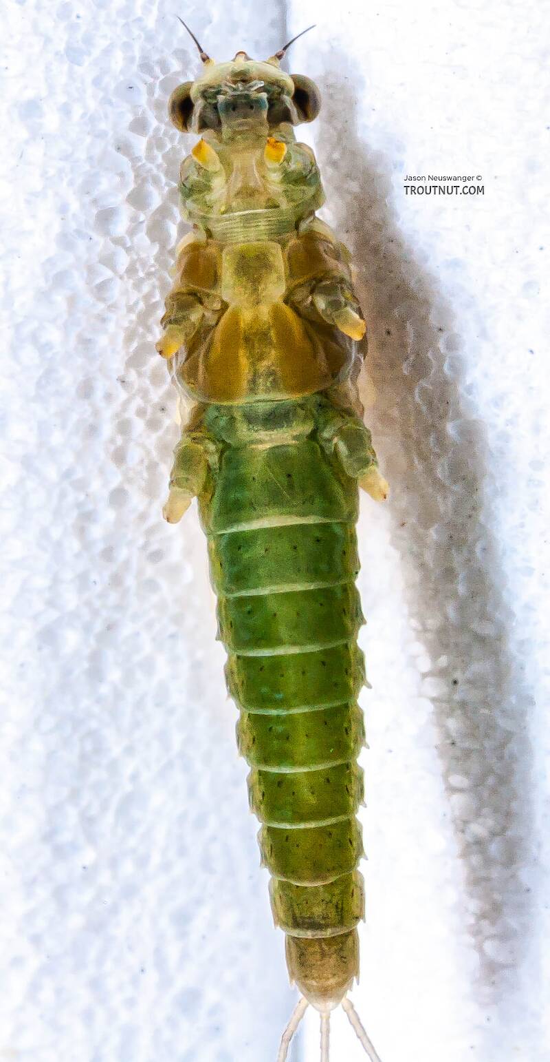 Ventral view of a Female Attenella attenuata (Ephemerellidae) (Blue-Winged Olive) Mayfly Dun from the Namekagon River in Wisconsin