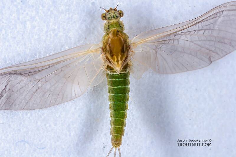 Dorsal view of a Female Attenella attenuata (Ephemerellidae) (Blue-Winged Olive) Mayfly Dun from the Namekagon River in Wisconsin