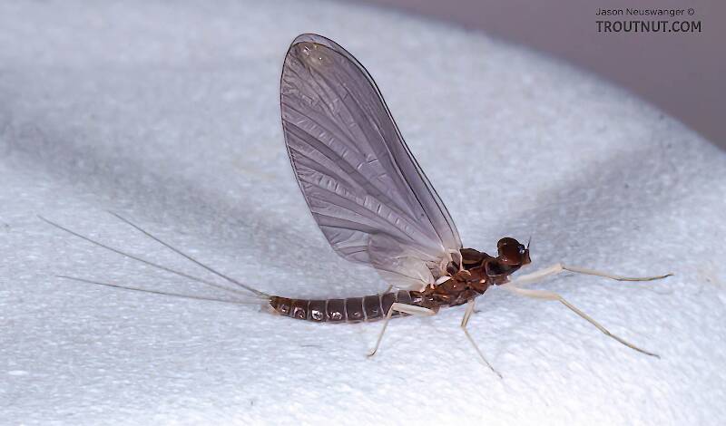 Male Neoleptophlebia mollis (Leptophlebiidae) (Jenny Spinner) Mayfly Dun from the Namekagon River in Wisconsin