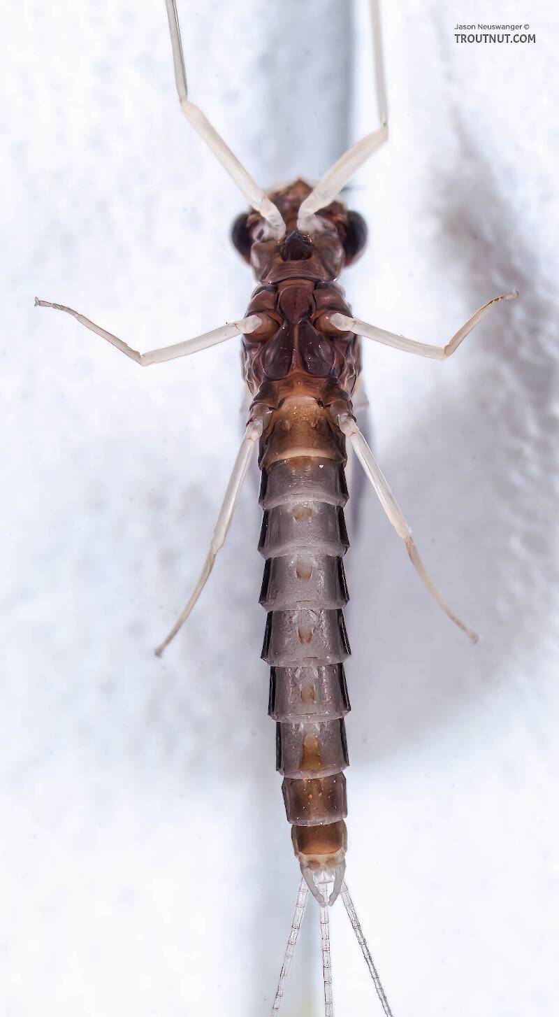 Ventral view of a Male Neoleptophlebia mollis (Leptophlebiidae) (Jenny Spinner) Mayfly Dun from the Namekagon River in Wisconsin