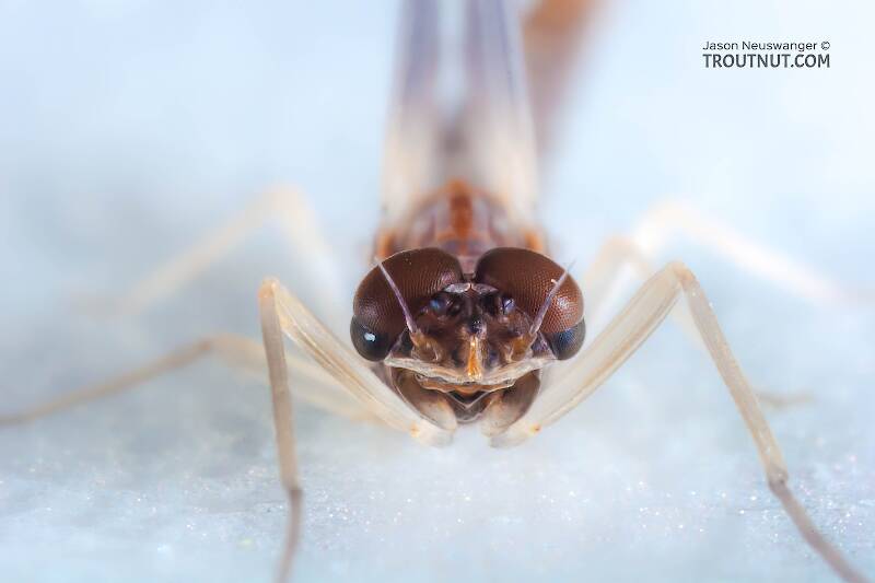 Male Neoleptophlebia mollis (Leptophlebiidae) (Jenny Spinner) Mayfly Dun from the Namekagon River in Wisconsin