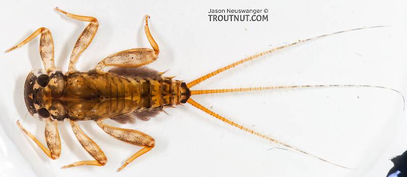 Dorsal view of a Stenonema mediopunctatum (Heptageniidae) (Cream Cahill) Mayfly Nymph from the Namekagon River in Wisconsin