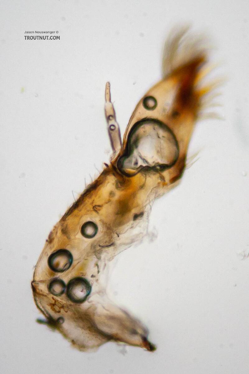 The maxillary palp is 3-segmented and, in this photo, rather blurry.

Ephemerella needhami (Ephemerellidae) (Little Dark Hendrickson) Mayfly Nymph from the Namekagon River in Wisconsin