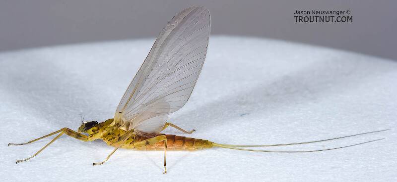 Lateral view of a Female Epeorus vitreus (Heptageniidae) (Sulphur) Mayfly Dun from the Namekagon River in Wisconsin