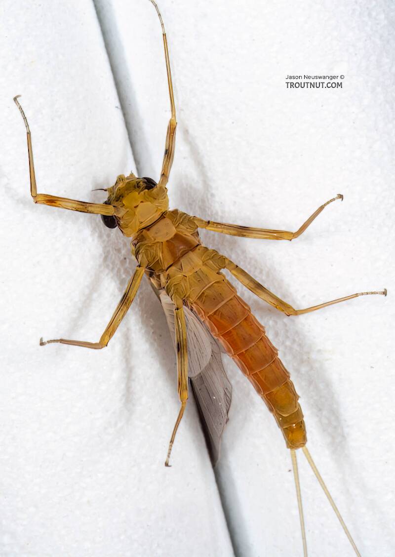 Ventral view of a Female Epeorus vitreus (Heptageniidae) (Sulphur) Mayfly Dun from the Namekagon River in Wisconsin