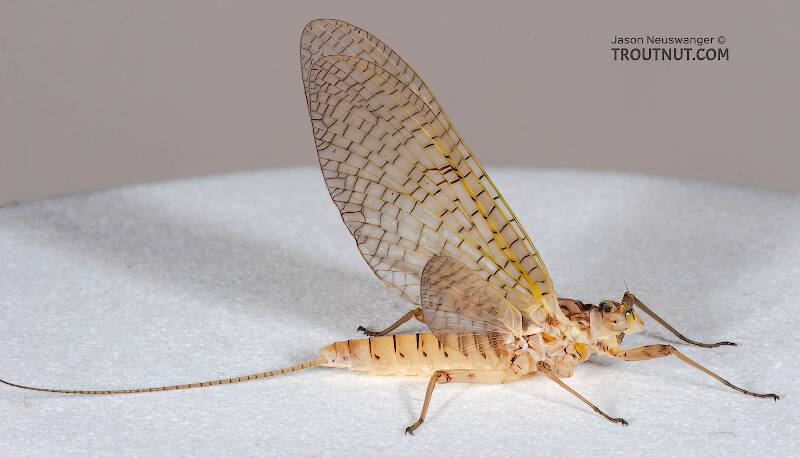Female Stenonema (Heptageniidae) (March Browns and Cahills) Mayfly Dun from the Namekagon River in Wisconsin
