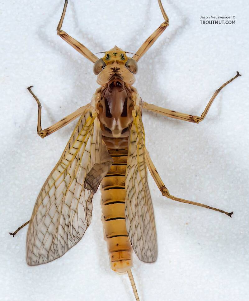 Dorsal view of a Female Stenonema (Heptageniidae) (March Browns and Cahills) Mayfly Dun from the Namekagon River in Wisconsin