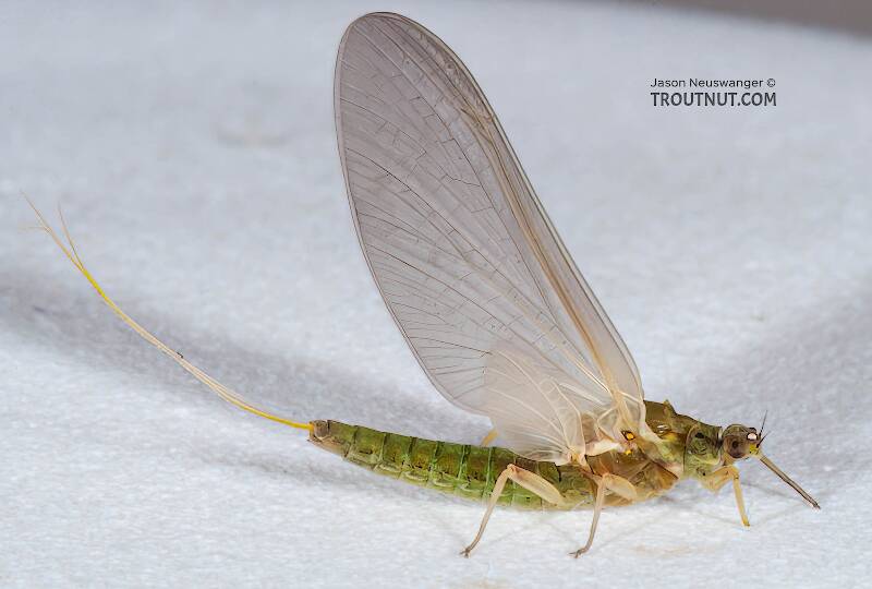 Lateral view of a Female Attenella attenuata (Ephemerellidae) (Blue-Winged Olive) Mayfly Dun from the Namekagon River in Wisconsin