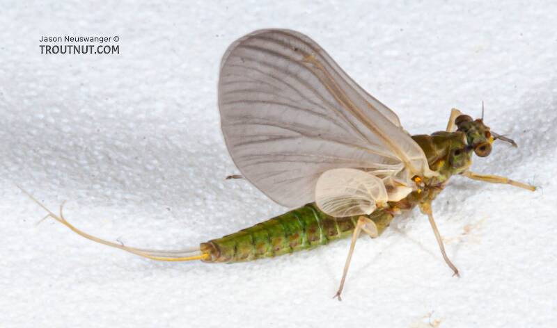 Dorsal view of a Female Attenella attenuata (Ephemerellidae) (Blue-Winged Olive) Mayfly Dun from the Namekagon River in Wisconsin