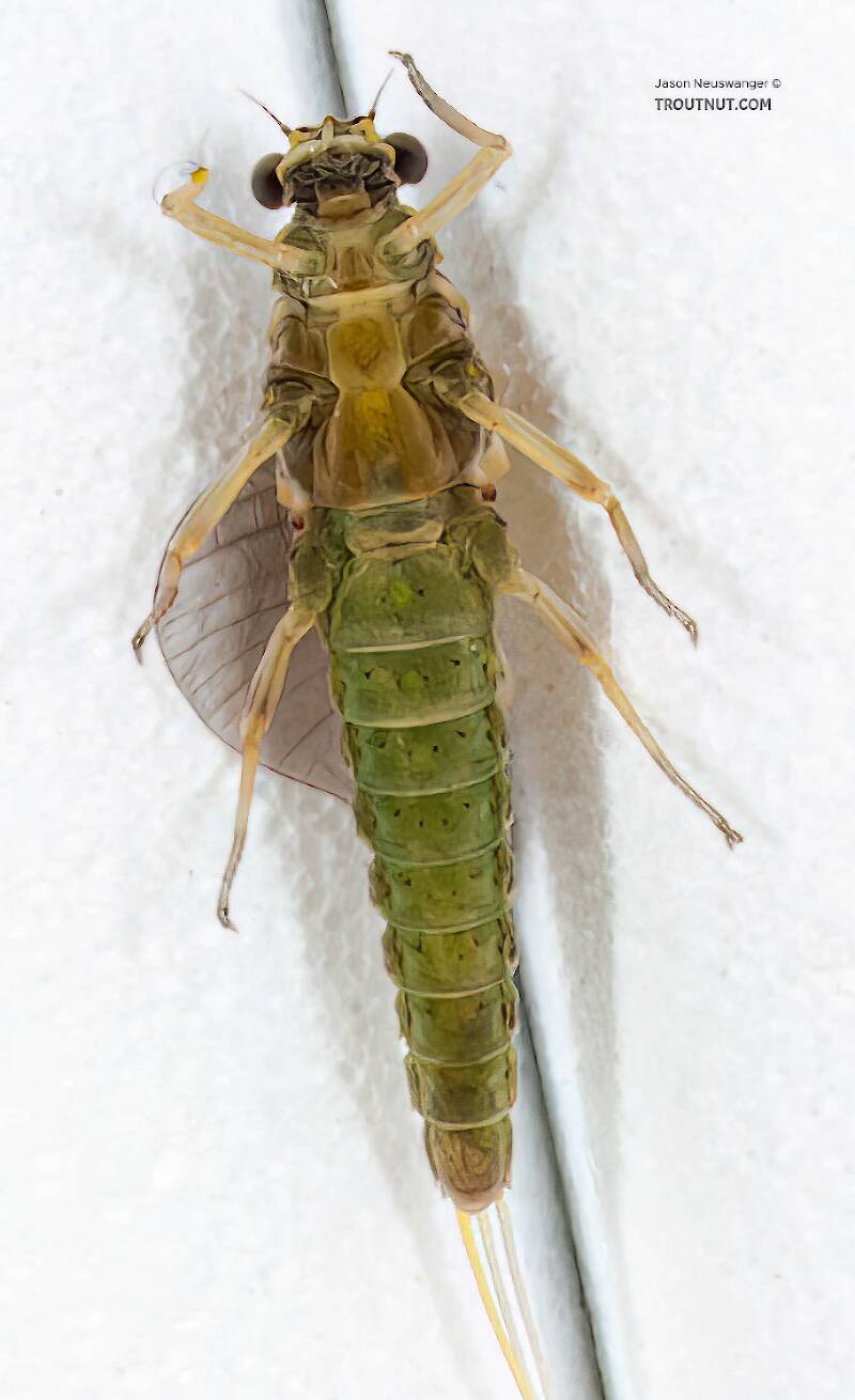 Ventral view of a Female Attenella attenuata (Ephemerellidae) (Blue-Winged Olive) Mayfly Dun from the Namekagon River in Wisconsin