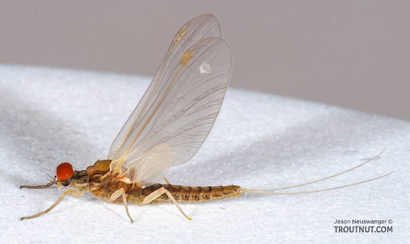 Lateral view of a Male Attenella attenuata (Ephemerellidae) (Blue-Winged Olive) Mayfly Dun from the Namekagon River in Wisconsin