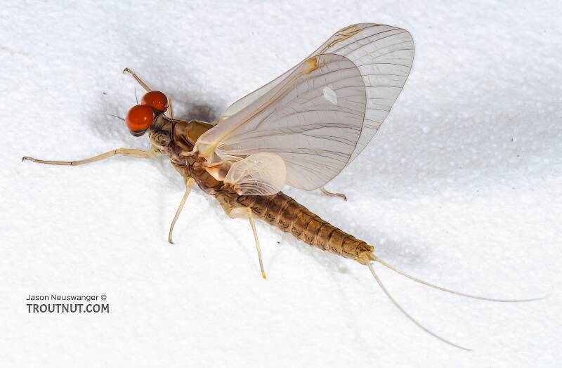 Dorsal view of a Male Attenella attenuata (Ephemerellidae) (Blue-Winged Olive) Mayfly Dun from the Namekagon River in Wisconsin