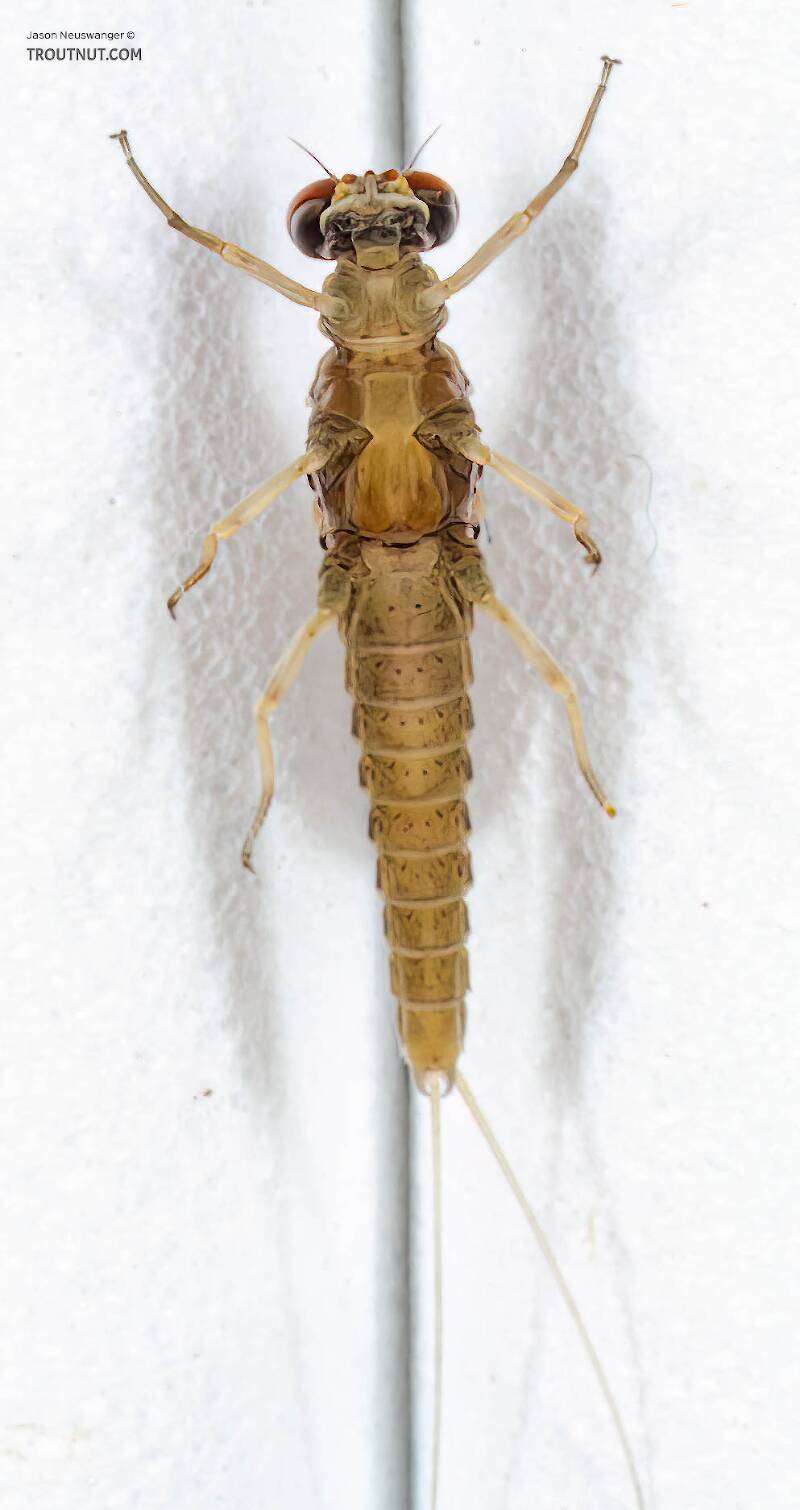 Ventral view of a Male Attenella attenuata (Ephemerellidae) (Blue-Winged Olive) Mayfly Dun from the Namekagon River in Wisconsin