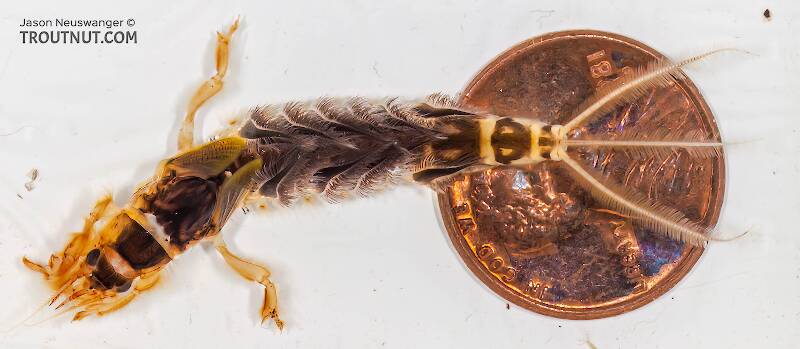 Hexagenia limbata (Ephemeridae) (Hex) Mayfly Nymph from the Namekagon River in Wisconsin
