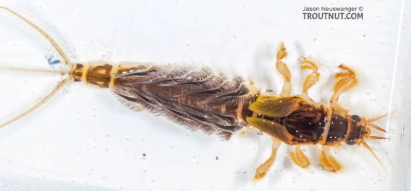 Dorsal view of a Hexagenia limbata (Ephemeridae) (Hex) Mayfly Nymph from the Namekagon River in Wisconsin