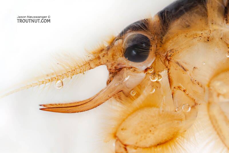 Hexagenia limbata (Ephemeridae) (Hex) Mayfly Nymph from the Namekagon River in Wisconsin