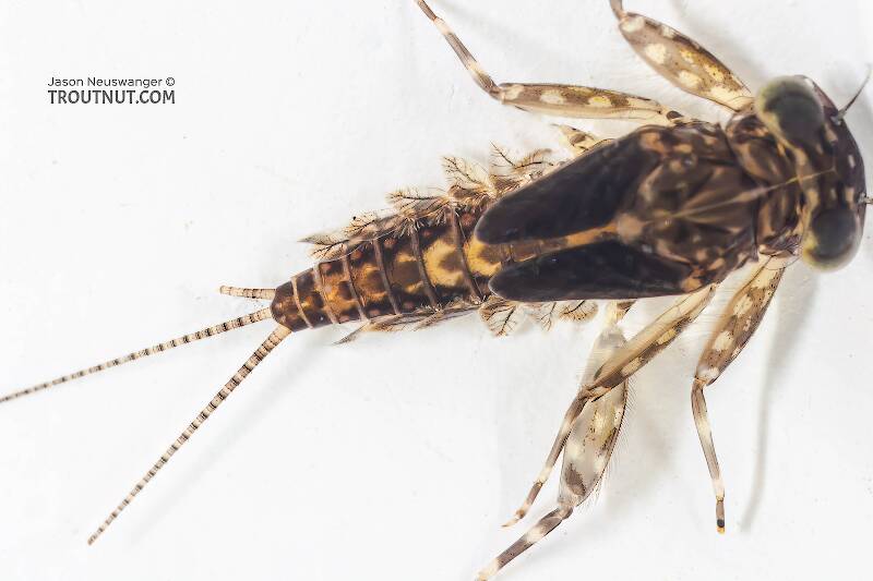 Dorsal view of a Leucrocuta hebe (Heptageniidae) (Little Yellow Quill) Mayfly Nymph from the Bois Brule River in Wisconsin
