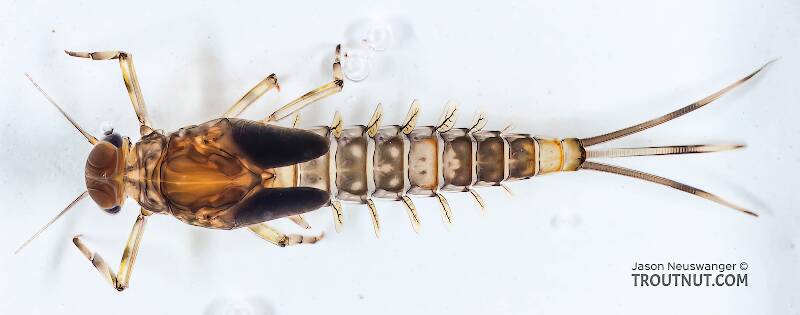 Dorsal view of a Male Baetidae (Blue-Winged Olive) Mayfly Nymph from the Bois Brule River in Wisconsin
