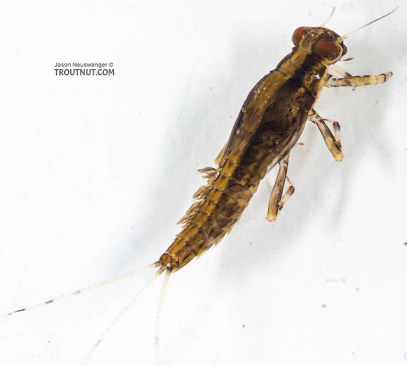 Lateral view of a Ephemerella needhami (Ephemerellidae) (Little Dark Hendrickson) Mayfly Nymph from the Bois Brule River in Wisconsin