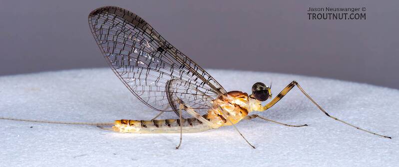 Male Stenacron interpunctatum (Heptageniidae) (Light Cahill) Mayfly Spinner from the Namekagon River in Wisconsin