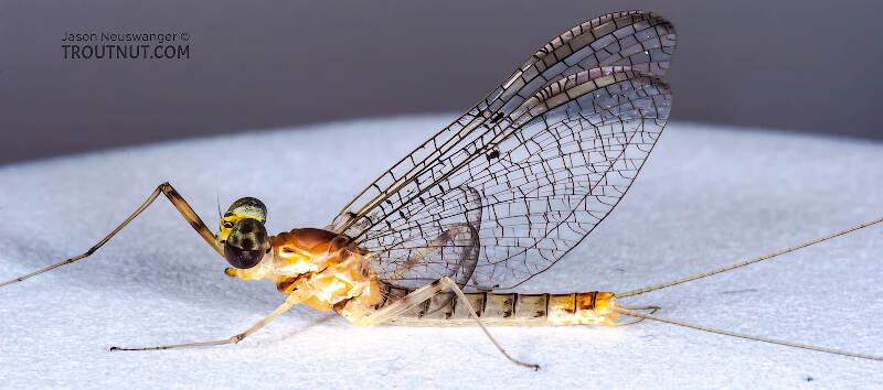 Lateral view of a Male Stenacron interpunctatum (Heptageniidae) (Light Cahill) Mayfly Spinner from the Namekagon River in Wisconsin