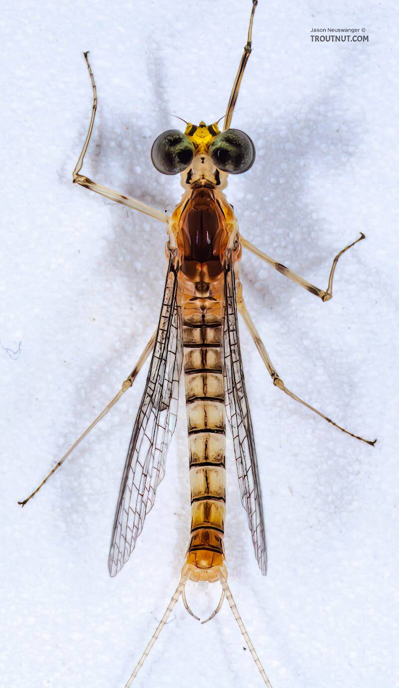 Dorsal view of a Male Stenacron interpunctatum (Heptageniidae) (Light Cahill) Mayfly Spinner from the Namekagon River in Wisconsin