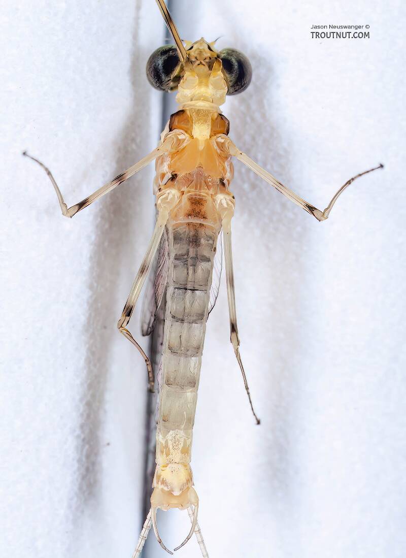 Ventral view of a Male Stenacron interpunctatum (Heptageniidae) (Light Cahill) Mayfly Spinner from the Namekagon River in Wisconsin