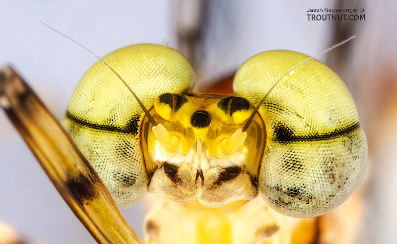 Male Stenacron interpunctatum (Heptageniidae) (Light Cahill) Mayfly Spinner from the Namekagon River in Wisconsin