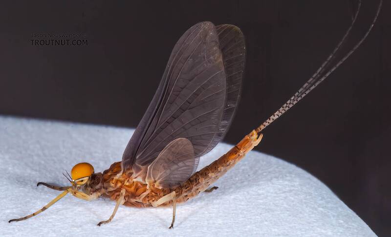 Lateral view of a Male Eurylophella (Ephemerellidae) (Chocolate Dun) Mayfly Dun from the Teal River in Wisconsin