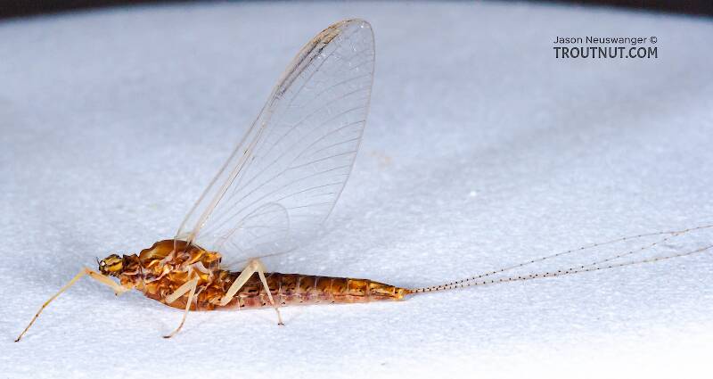 Lateral view of a Female Eurylophella (Ephemerellidae) (Chocolate Dun) Mayfly Spinner from the Teal River in Wisconsin