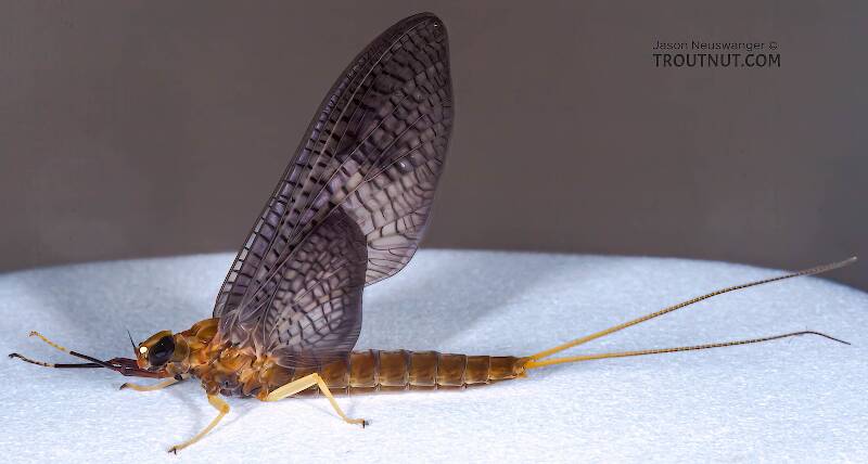 Lateral view of a Female Isonychia bicolor (Isonychiidae) (Mahogany Dun) Mayfly Dun from the Namekagon River in Wisconsin