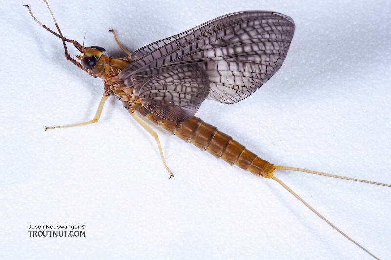 Dorsal view of a Female Isonychia bicolor (Isonychiidae) (Mahogany Dun) Mayfly Dun from the Namekagon River in Wisconsin