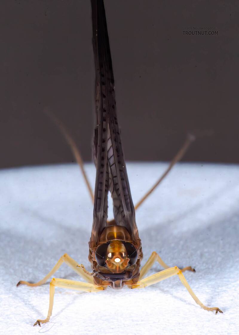 Female Isonychia bicolor (Isonychiidae) (Mahogany Dun) Mayfly Dun from the Namekagon River in Wisconsin