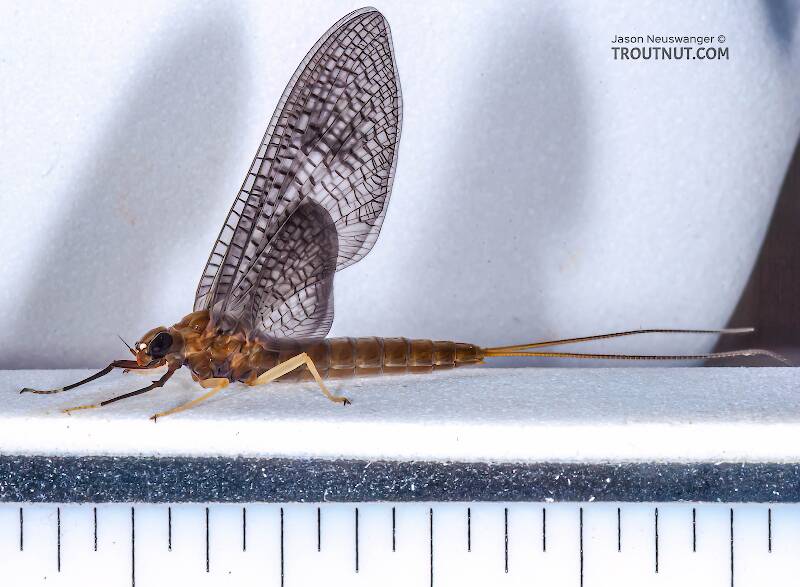 Ruler view of a Female Isonychia bicolor (Isonychiidae) (Mahogany Dun) Mayfly Dun from the Namekagon River in Wisconsin
