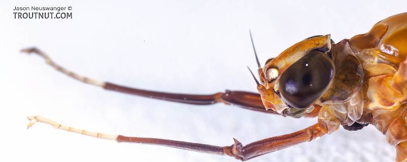 Female Isonychia bicolor (Isonychiidae) (Mahogany Dun) Mayfly Dun from the Namekagon River in Wisconsin
