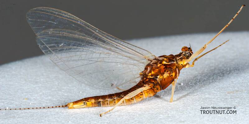 Lateral view of a Female Eurylophella (Ephemerellidae) (Chocolate Dun) Mayfly Spinner from the Namekagon River in Wisconsin