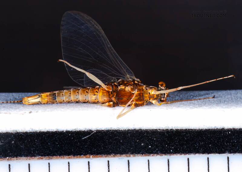 Ruler view of a Female Eurylophella (Ephemerellidae) (Chocolate Dun) Mayfly Spinner from the Namekagon River in Wisconsin The smallest ruler marks are 1/16".