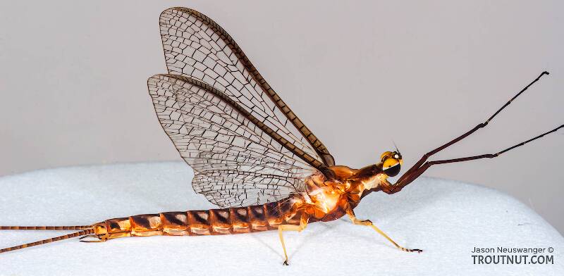Lateral view of a Male Hexagenia limbata (Ephemeridae) (Hex) Mayfly Spinner from Atkins Lake in Wisconsin