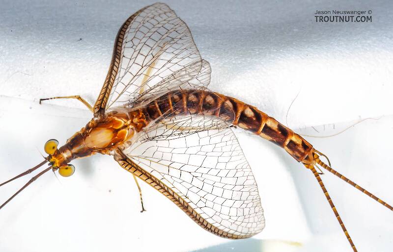 Dorsal view of a Male Hexagenia limbata (Ephemeridae) (Hex) Mayfly Spinner from Atkins Lake in Wisconsin