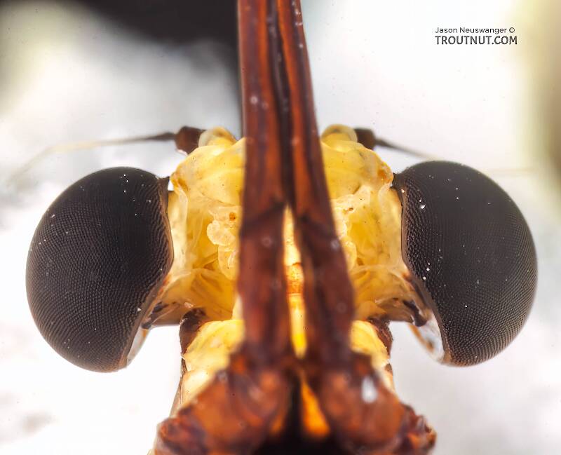 Male Hexagenia limbata (Ephemeridae) (Hex) Mayfly Spinner from Atkins Lake in Wisconsin