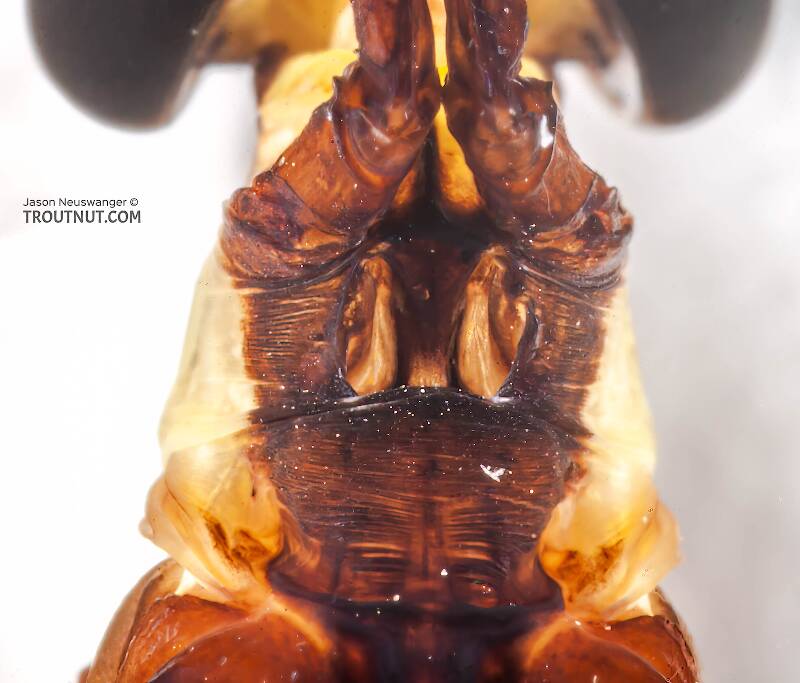 Male Hexagenia limbata (Ephemeridae) (Hex) Mayfly Spinner from Atkins Lake in Wisconsin