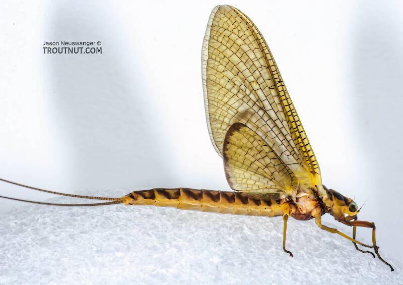 Lateral view of a Female Hexagenia limbata (Ephemeridae) (Hex) Mayfly Dun from the White River in Wisconsin