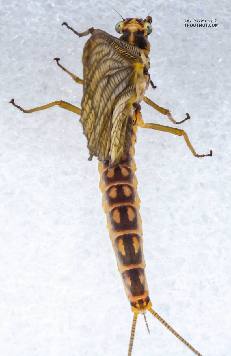 Dorsal view of a Female Hexagenia limbata (Ephemeridae) (Hex) Mayfly Dun from the White River in Wisconsin