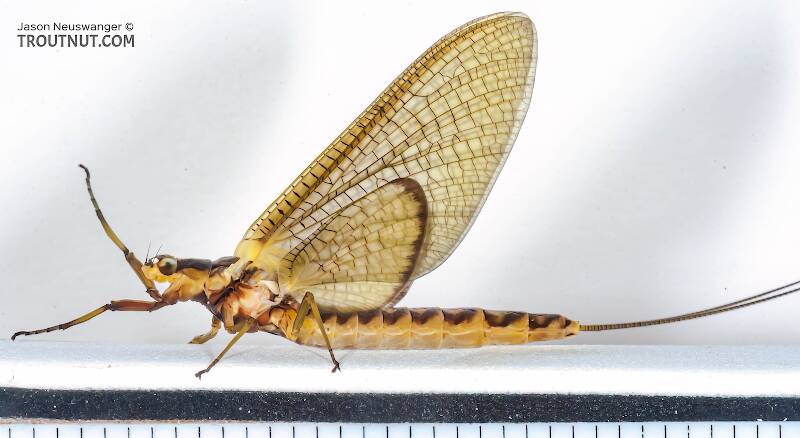 Ruler view of a Female Hexagenia limbata (Ephemeridae) (Hex) Mayfly Dun from the White River in Wisconsin The smallest ruler marks are 1/16".