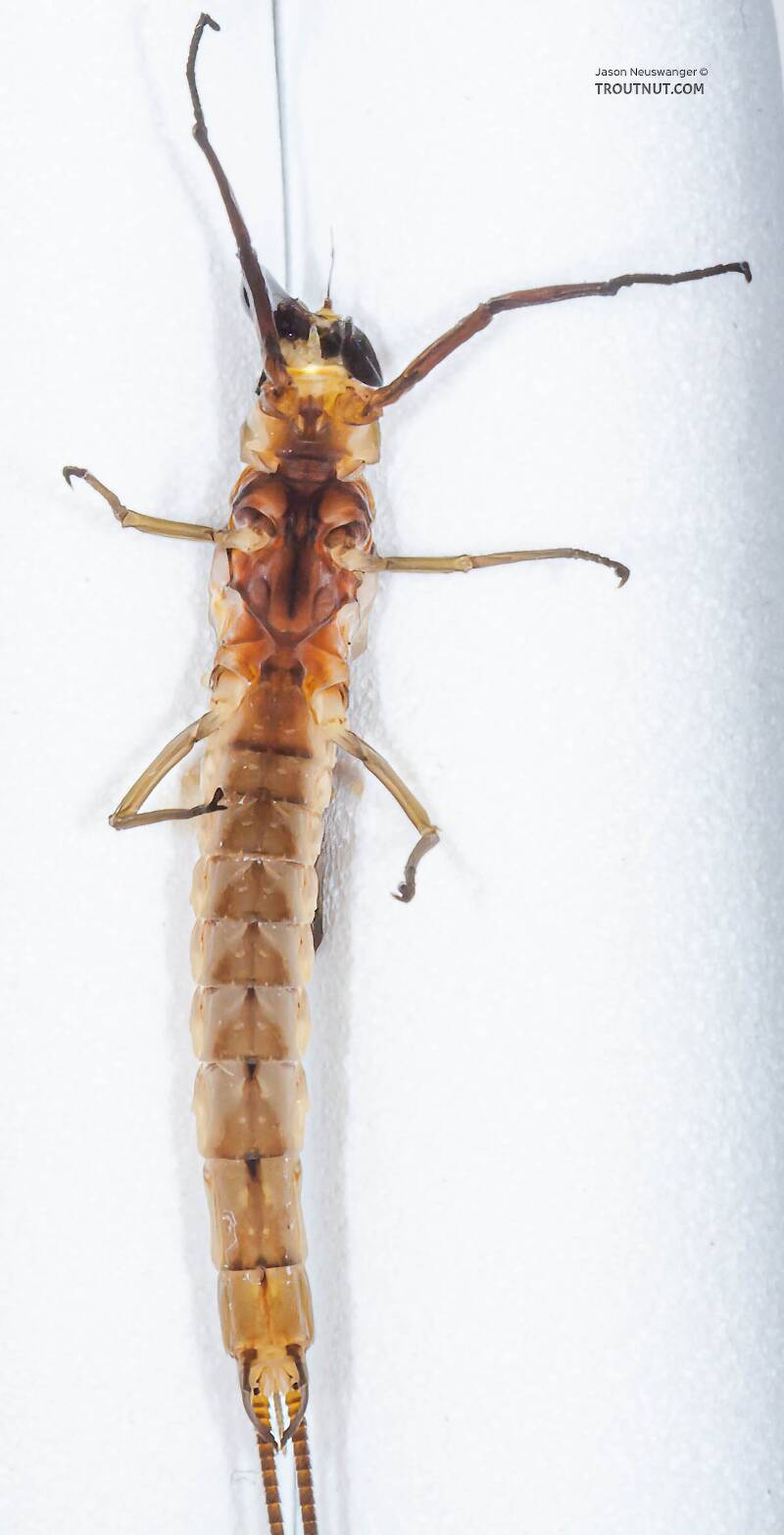 Ventral view of a Male Hexagenia limbata (Ephemeridae) (Hex) Mayfly Dun from the White River in Wisconsin