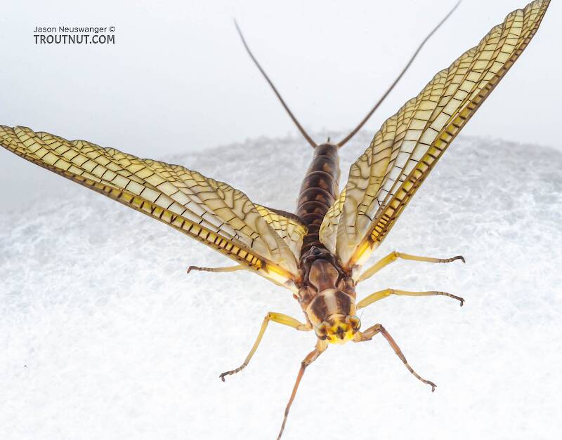 Female Hexagenia limbata (Ephemeridae) (Hex) Mayfly Dun from the White River in Wisconsin